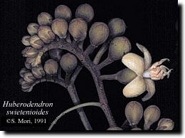 Image--Huberodendron swietenioides