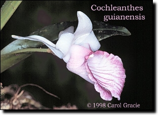 Image--Cochleanthes_guianensis