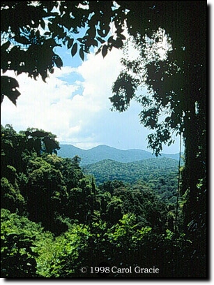 Image--Tropical forest in French Guiana