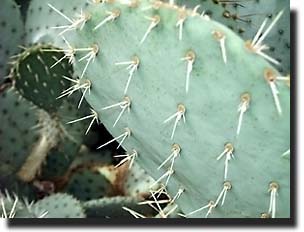 Cactus, Description, Distribution, Family, & Facts