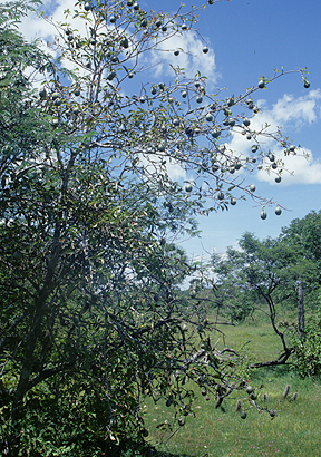 SIMIRA simira