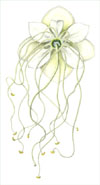 Brodriguesia santosii flower painted by Dov Bock