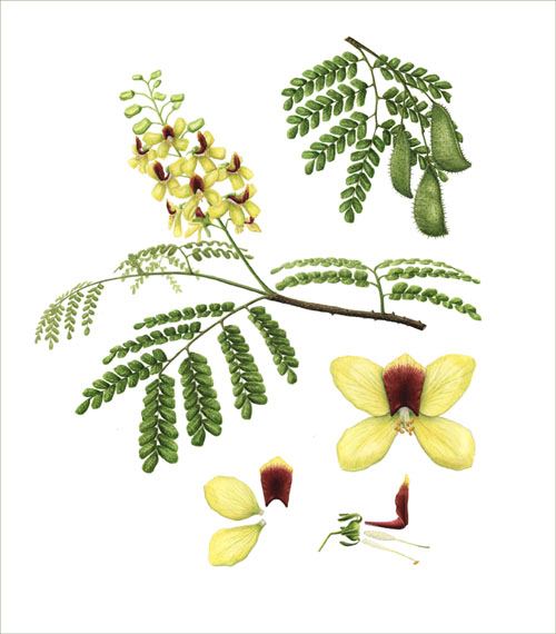 Watercolor of Caesalpinia echinata by Dov Bock