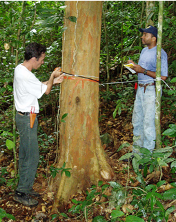 Measuring a Caesalpinia echinata