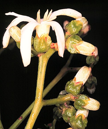 A new species of Rauia (Rutaceae) from the Una Reserve