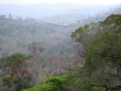 View of Teimoso forest from canopy