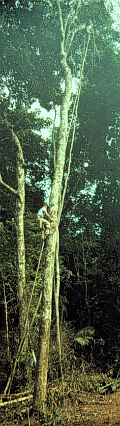Wayt Thomas climbing to collect a tree