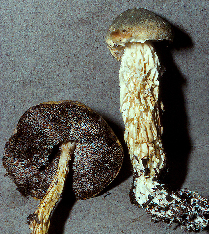 A. neotropicalis