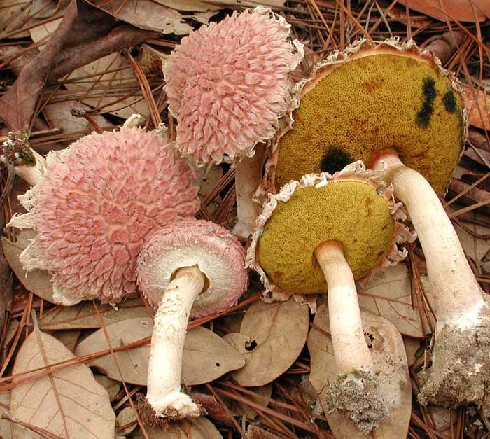 ananas2.jpg - 85834 Bytes