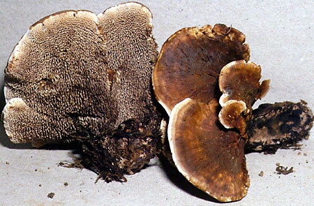 Hydnellum aurantiacum