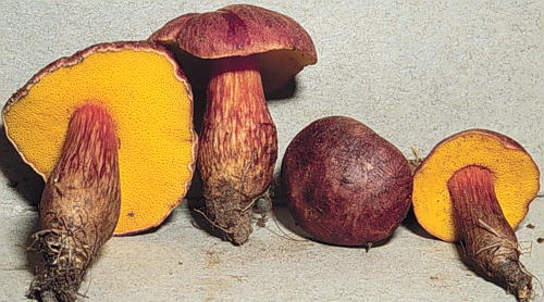 Aureoboletus innixus