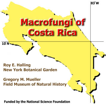 Macro fungi of Costa Rica and Agaricales of Costa Rican Quercus Forests © 1997-2014 Roy E. Halling and G. M. Mueller