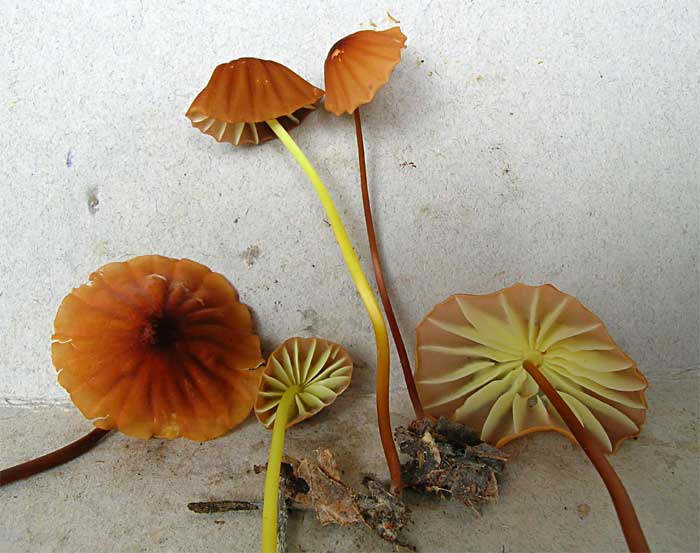 berteroi.jpg - 48071 Bytes