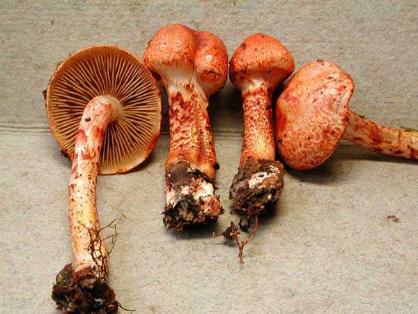 bolaris1.jpg - 45820 Bytes