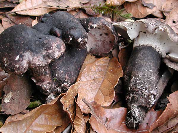 boletopsis.jpg - 58504 Bytes