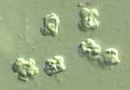 basidiospores - 14737 Bytes