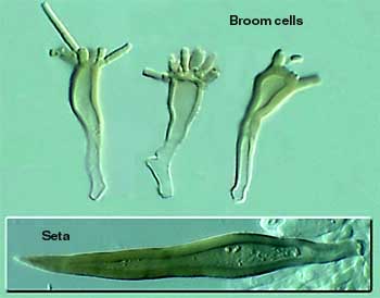 broomweb.jpg - 16664 Bytes