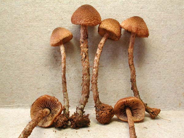 calamistrata.jpg - 73705 Bytes