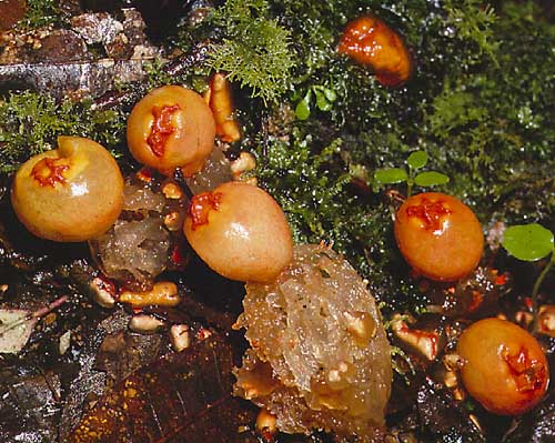 Calostoma cinnabarina