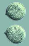 canarii spores