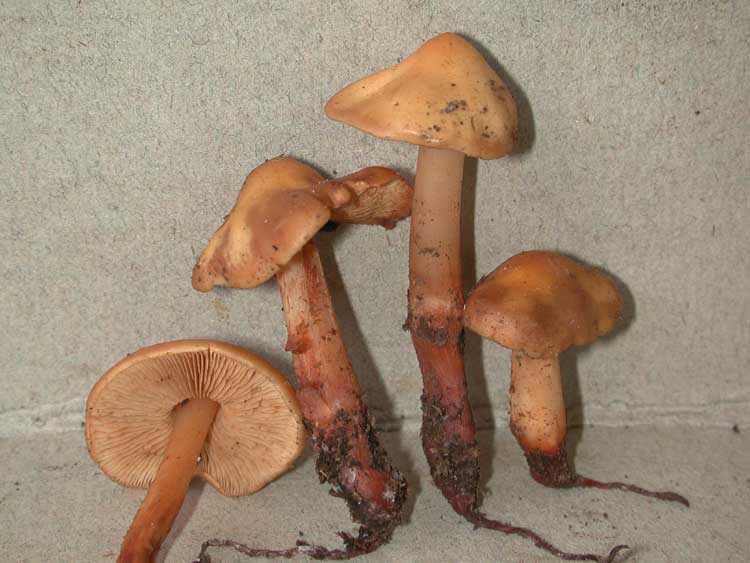 caudata.jpg - 46756 Bytes