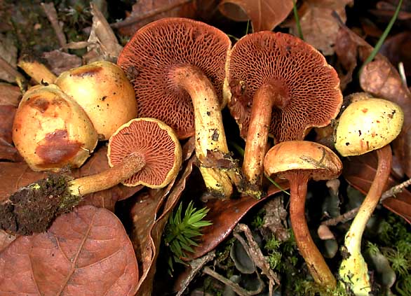 chalciporus.jpg - 65141 Bytes