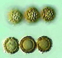 confusus spores