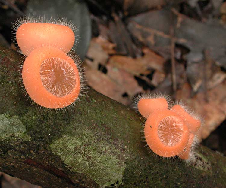 cook-tricho.jpg - 54884 Bytes