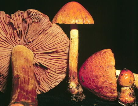 Cortinarius corrugatus