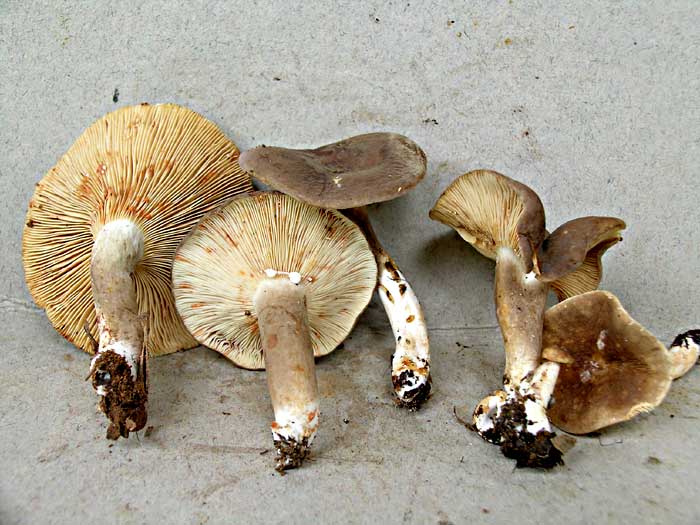 costaricensis.jpg - 62333 Bytes