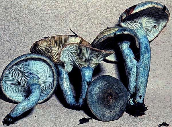 diminut.jpg - 69543 Bytes