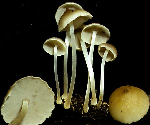 filobol.jpg - 39703 Bytes