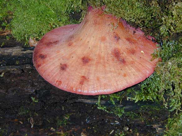 fistulina hepatica