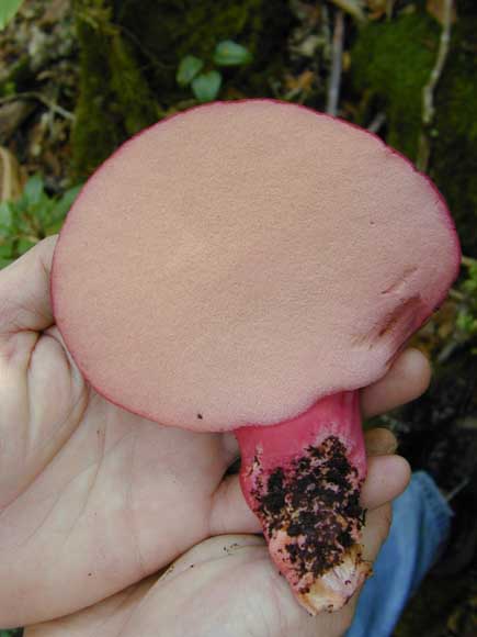 fistulina2.jpg - 28210 Bytes