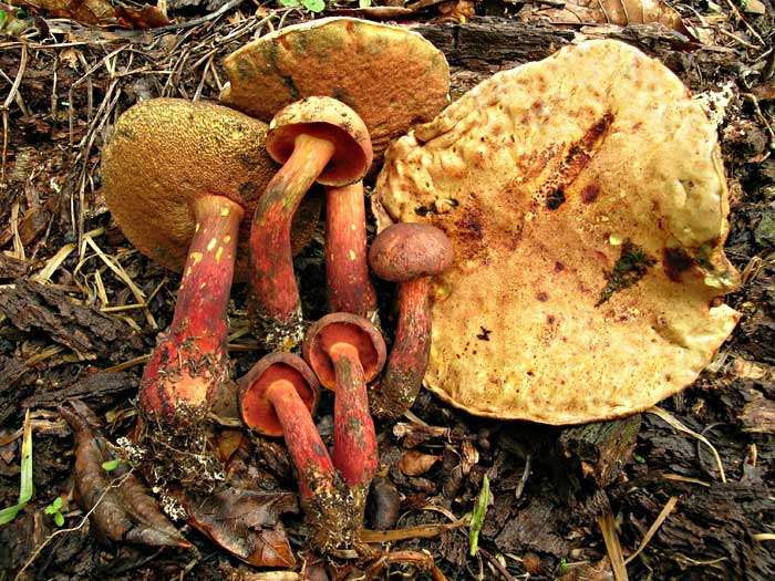 flavoruber.jpg - 96252 Bytes