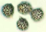 amyloid basidiospores