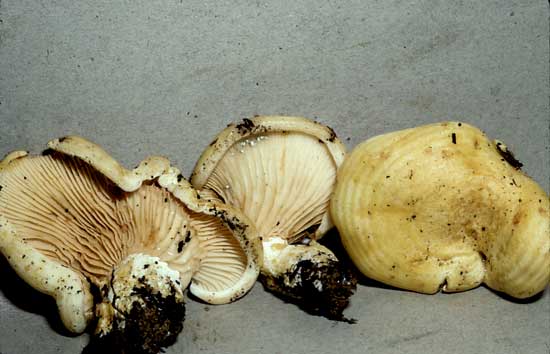 furcatus.jpg - 28359 Bytes