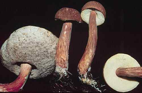 Austroboletus gracilis