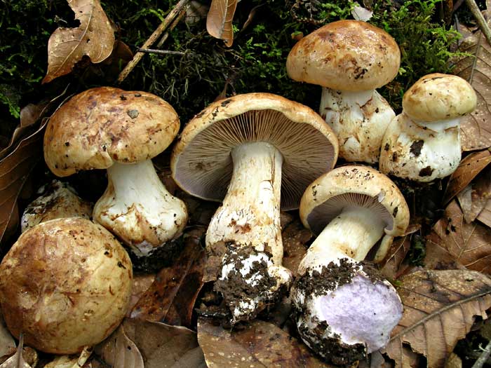 grandibasalis.jpg - 73074 Bytes