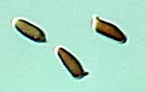 dextrinoid spores
