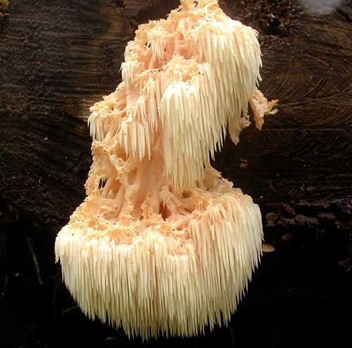 hericium-erinaceum.jpg - 34018 Bytes