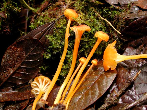 hygrocantharellus.jpg - 61462 Bytes