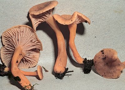 ignicol.jpg - 39042 Bytes