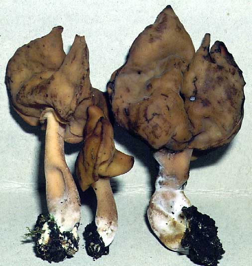 Gyromitra infula