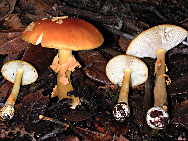 inquinata.jpg - 59961 Bytes