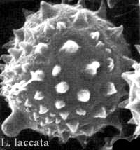 laccata.jpg - 12330 Bytes