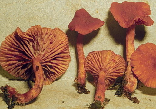 Lactarius rimosellus