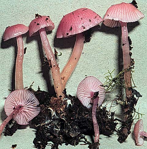 laetus.jpg - 86518 Bytes