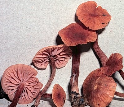 llaccata.jpg - 48361 Bytes