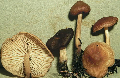 Gymnopus lodgeae